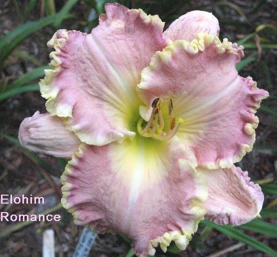 elohim romance